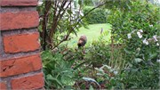 IMG_1175